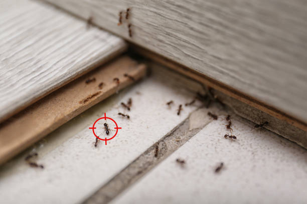 Best Spider Control Near Me  in Linden, MI