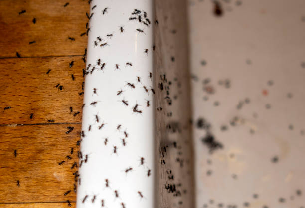 Best Exterminator Services  in Linden, MI