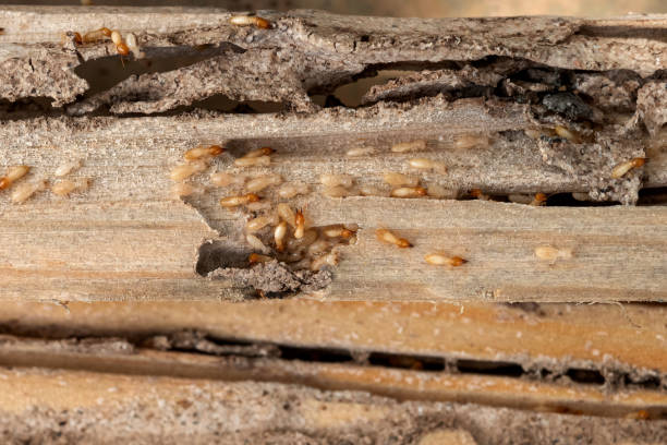 Best Commercial Pest Control Services  in Linden, MI